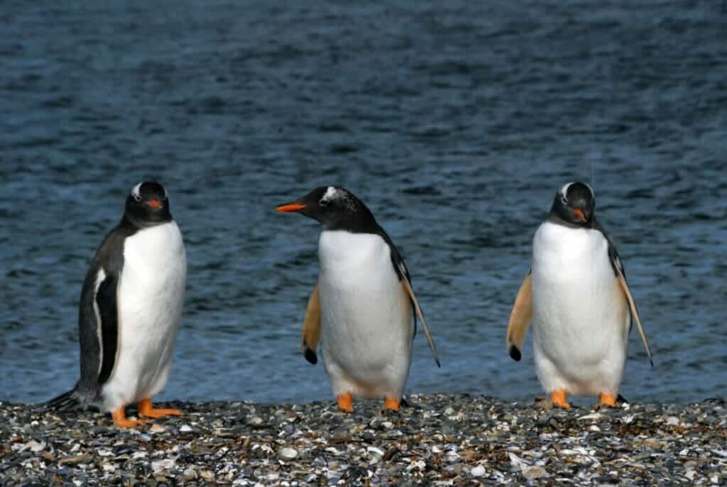 Vista increíble de Colonia de Pingüinos Papùa en la Isla Martillo durante nuestra navegación Pingüinera