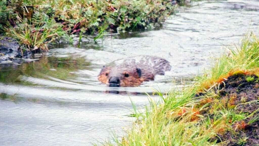 Castor visto nadando en su castorera