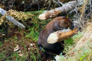 Castor visto mordiendo un tronco en una de las castoreras de Ushuaia
