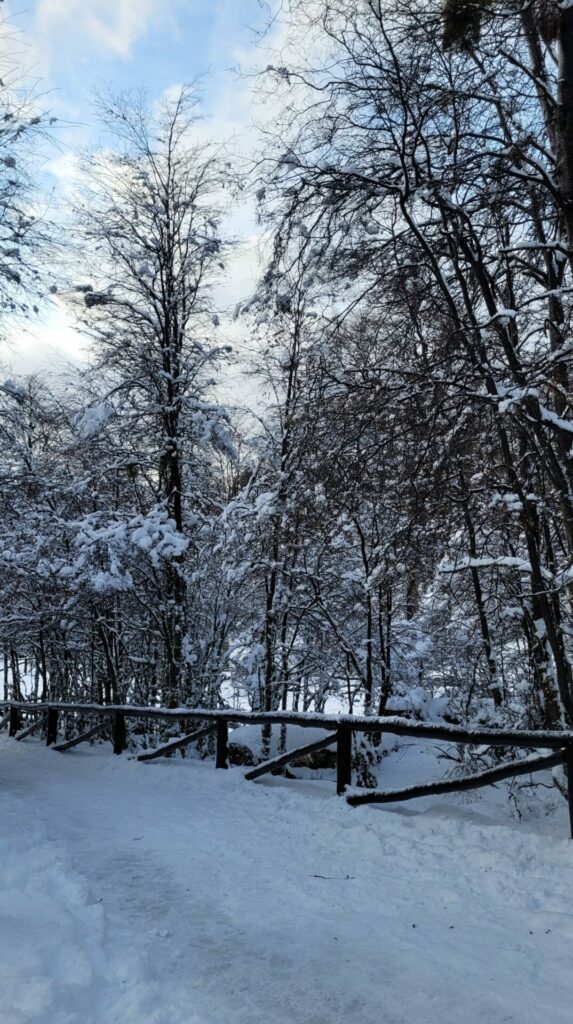 Los alrededores boscosos del Parque Nacional Tierra del Fuego cubiertos de nieve