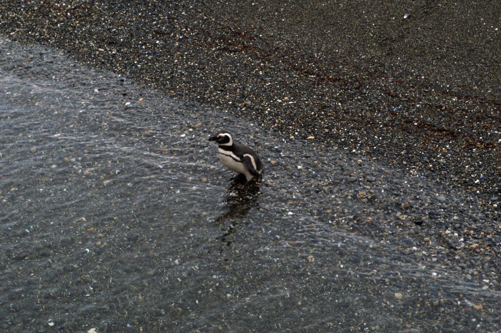 Pingüino en la Isla Martillo a orillas del Canal Beagle