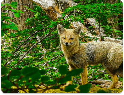 Zorro colorado en medio del bosque fueguino en Tierra del Fuego, parte de la flora y fauna de tierra del fuego
