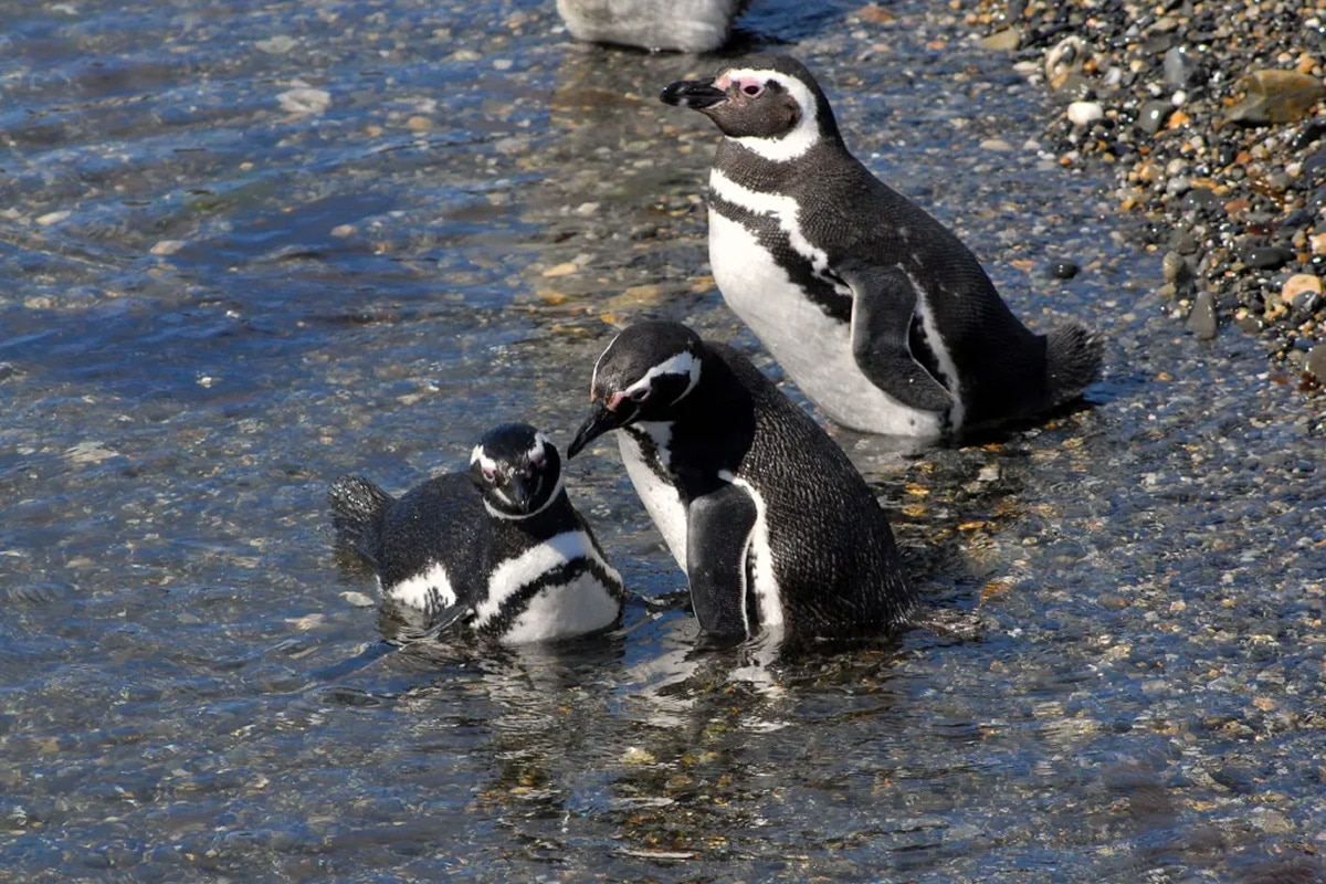 pingüinos en Ushuaia