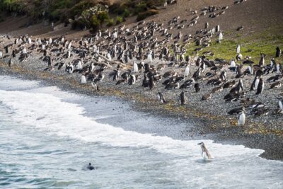 Avistaje de Pingüinos en Puerto Almanza