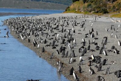 Avistaje de Pingüinos en Puerto Almanza con almuerzo