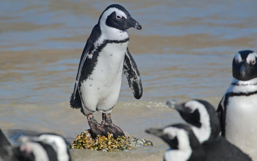 pingüino de magallanes en Isla Martillo Canal Beagle Ushuaia