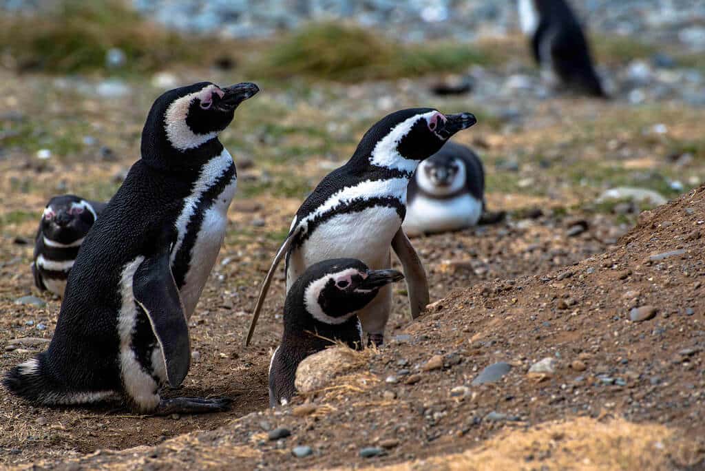 pingüinos magallánicos en isla martillo