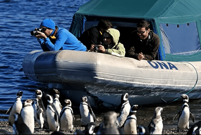 excursionista avistando pingüinos magallánicos en isla martillo desde una lancha